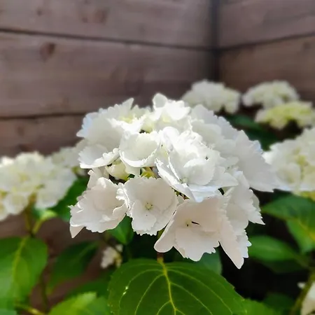 Apartment Le Bienvenu - T2 Avec Terrasse Au Coeur De Malo Dunkirk